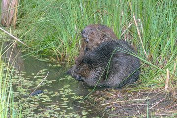 cool fun beaver