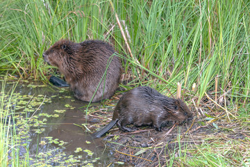cool fun beaver © serhio777