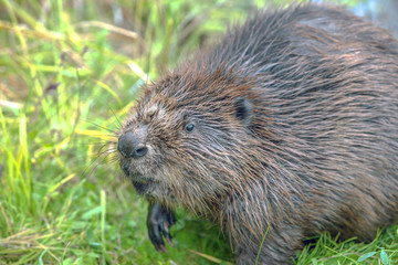 cool fun beaver
