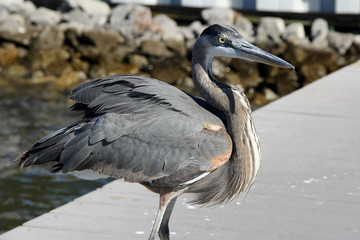 Blue Heron