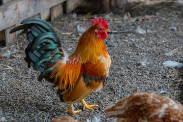 close up portrait of bantam chicken, Beautiful colorful cock