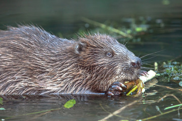 cool fun beaver