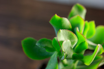 Succulent home plant - crassula blue bird.