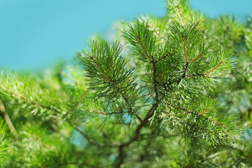 Branch of green pine tree closeup, nature background