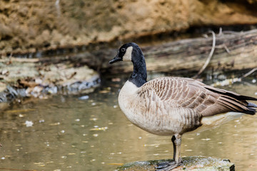 wild geese