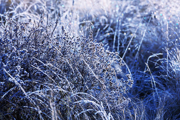 Frozen grass