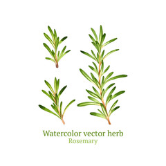 Watercolor vector rosemary