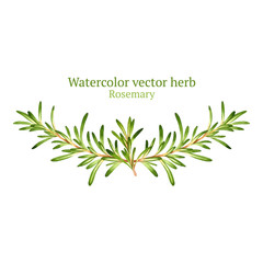 Watercolor vector vignette with rosemary