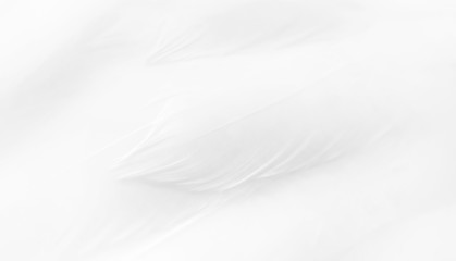 Obraz premium Texture of a white feathers