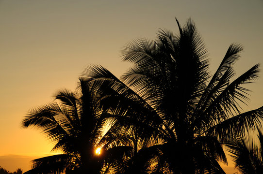 Sonnenaufgang unter Palmen