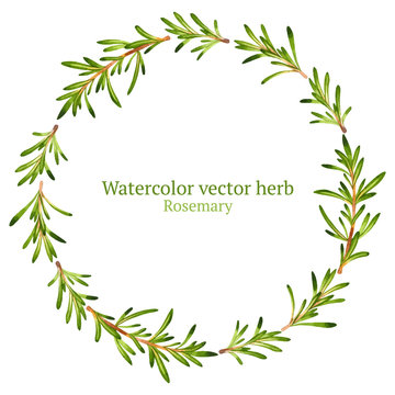 Watercolor vector wreath with rosemary © Evgeniia Zagreeva