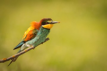 Small bird perched on a branch