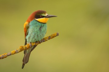 Small bird perched on a branch