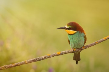 Small bird perched on a branch