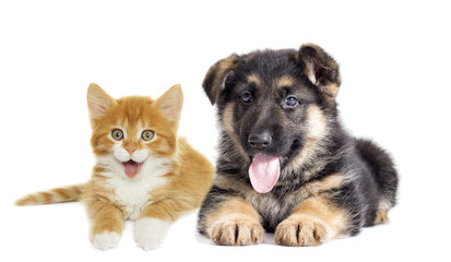 Fototapeta na wymiar Puppy and kitten on a white background