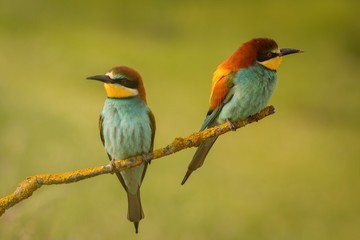 Pair of bee-eaters perched on a branch