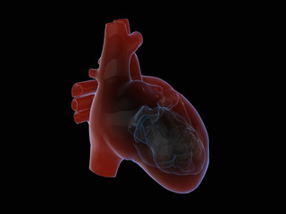 3D render of the human heart. 