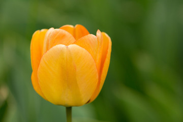 Tulip
