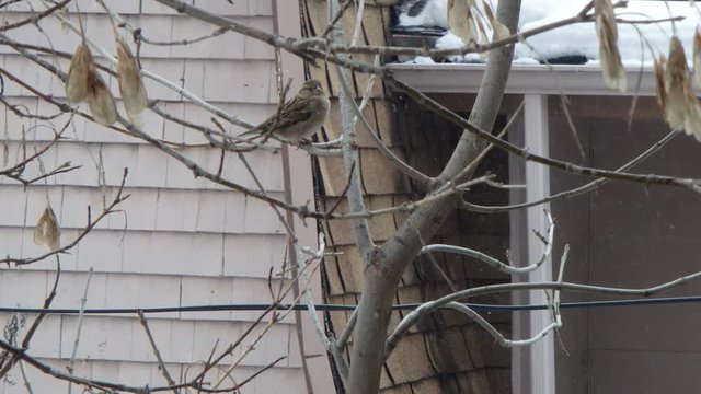 moineau domestique