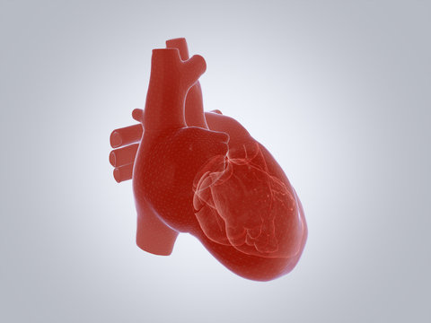 3D render of the human heart. 