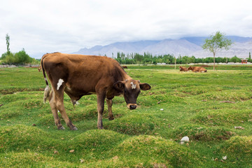 Cow in Leh Ladakh