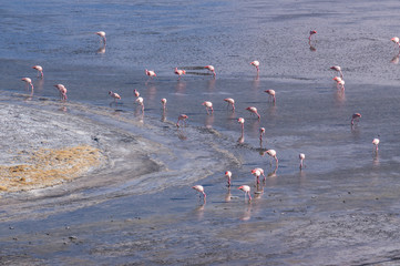 Flamingos in the frozen lake