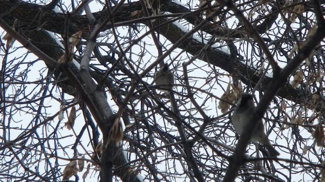 moineau domestique