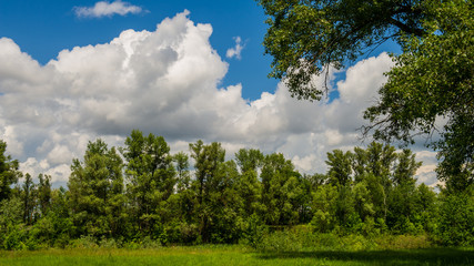 clouds and forest