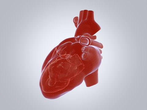 3D render of the human heart. 