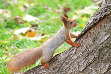 Red squirrel sitting on the tree