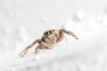 Funnel Spider Macro