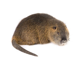 Coypu (Myocastor coypus)