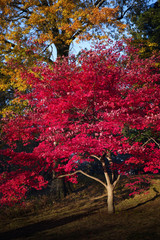 Tree on a sunny autumn day in New York botanical garden, Bronx - 129586864