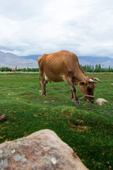Cow in Leh Ladakh