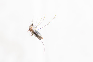 Mosquito on white background