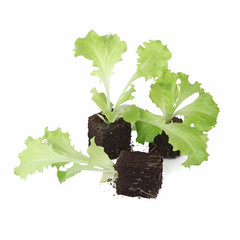 Plants de salade batavia