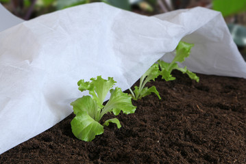 Voile de croissance sur plants de salade