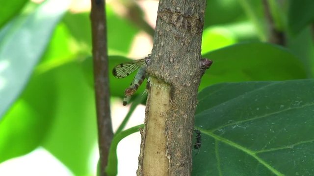 Eine Ameisenjungfer jagt eine Ameise auf dem Zweig eines Jasminstrauches (Makroaufnahme)