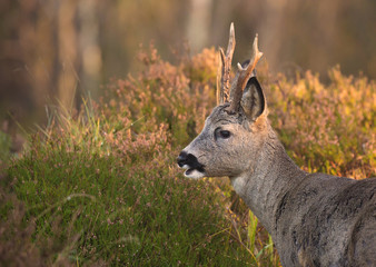 Roe deer (Capreolus capreolus) in the forest environment.