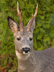 Roe deer (Capreolus capreolus) in the forest environment.
