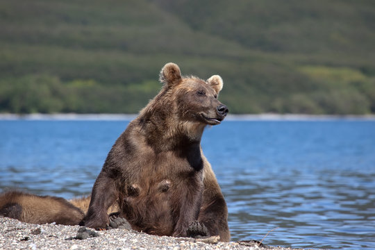 nursing mother brown bear with coub