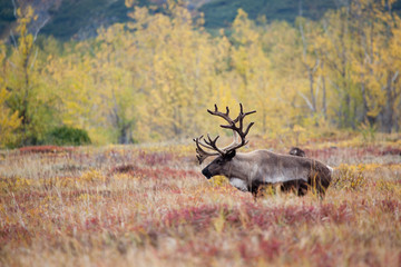 lonely caribou on a background red tundra