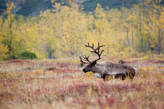 Fototapeta lonely caribou on a background red tundra