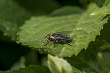 Mosca su foglia