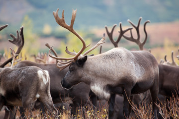 close up reindeer caribou with beautiful horns on a background caribou herd - obrazy, fototapety, plakaty
