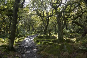 Fototapeta na wymiar Twisted trees on the Longshaw Estate, Peak District, UK