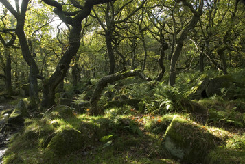 Twisted trees on the Longshaw Estate, Peak District, UK