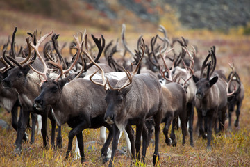herd reindeer cariobu - obrazy, fototapety, plakaty