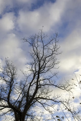 old tree against blue sky