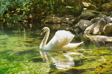 White Swan (lat. Cygnus) in the sun. Yalta, Alupka, Crimea, Russia